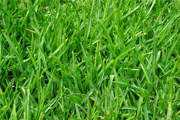 梦见种草是什么预兆 梦见种草是什么预兆