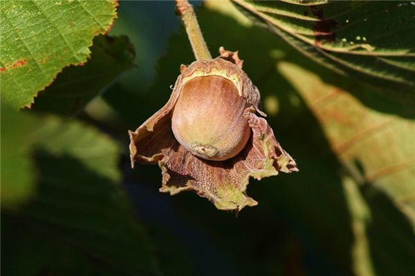 梦见榛树是什么意思 梦见榛树是什么意思