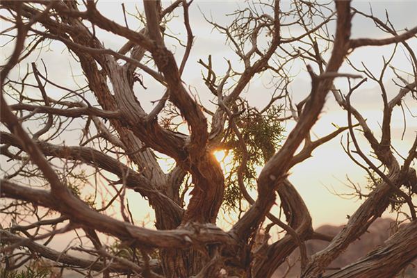 梦见树干残枝是什么意思 梦见树干残枝是什么意思