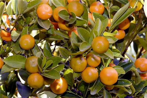 梦见橘子树是什么意思 梦见橘子树是什么意思