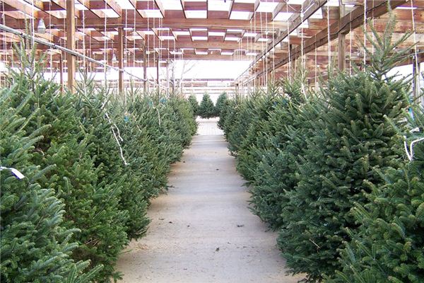 梦见常青树是什么意思 梦见常青树是什么意思