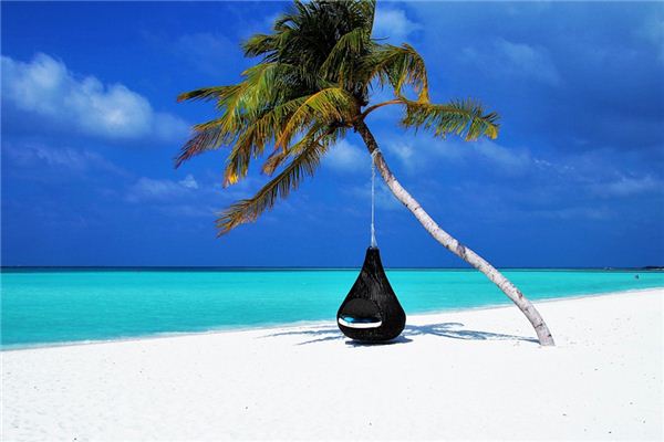 梦见棕榈树是什么意思 梦见棕榈树是什么意思