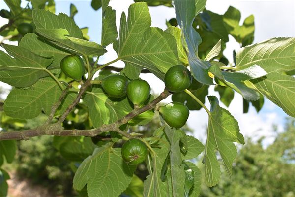 梦见无花果树 梦见无花果树