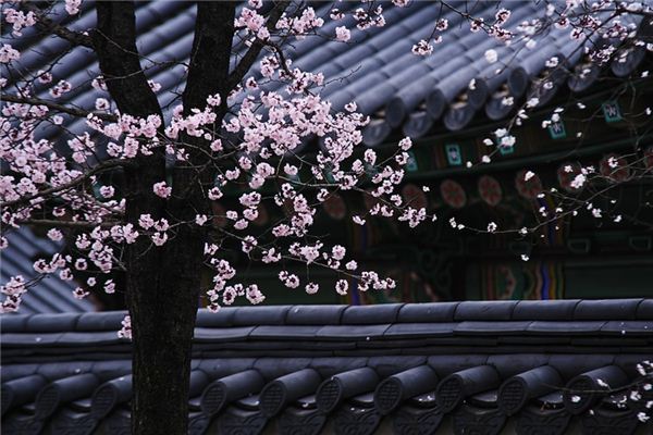 梦见梅树是什么意思 梦见梅树是什么意思