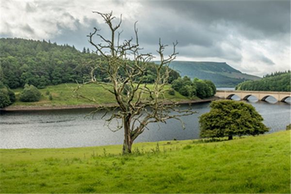 梦见树木枯萎是什么意思 梦见树木枯萎是什么意思