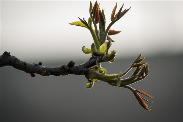 梦见树发芽是什么意思 梦见树发芽是什么意思