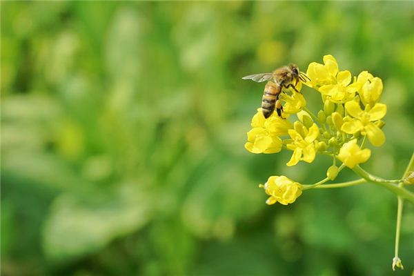 梦见油菜花是什么意思 梦见油菜花是什么意思