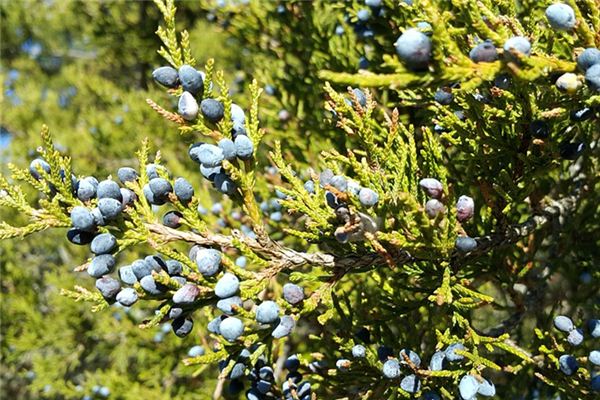 梦见紫杉是什么意思 梦见紫杉是什么意思