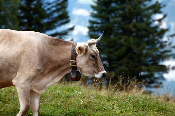 梦见赶走是什么意思 梦见赶走是什么意思