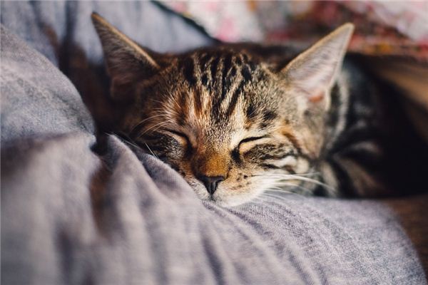 梦见休息是什么意思 梦见休息是什么意思