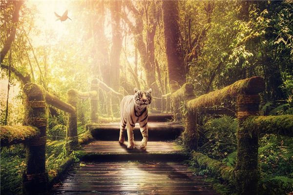 梦见打老虎是什么意思 梦见打老虎是什么意思