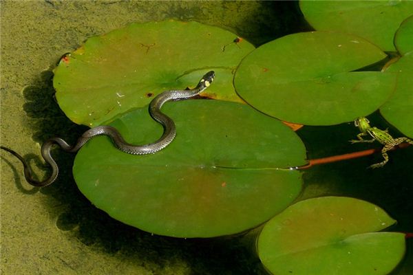 梦见吃蛇胆是什么意思 梦见吃蛇胆是什么意思