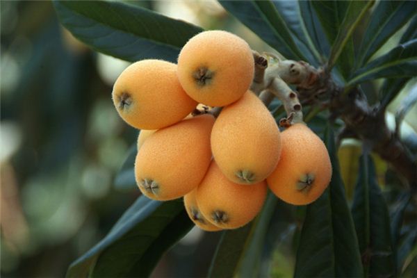 梦见吃枇杷是什么意思 梦见吃枇杷是什么意思