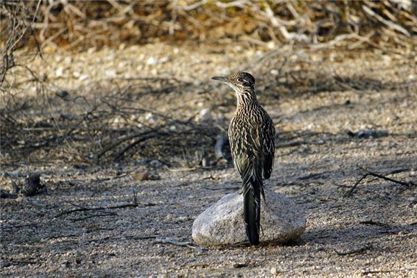 梦见杜鹃是什么意思 梦见杜鹃是什么意思