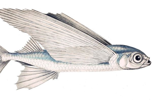 梦见飞鱼是什么意思 梦见飞鱼是什么意思