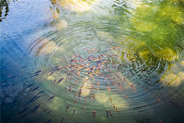 梦见鱼苗是什么意思 梦见鱼苗是什么意思