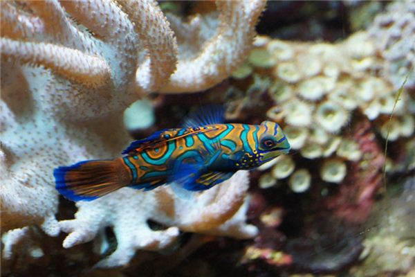 梦见桂鱼是什么意思 梦见桂鱼是什么意思