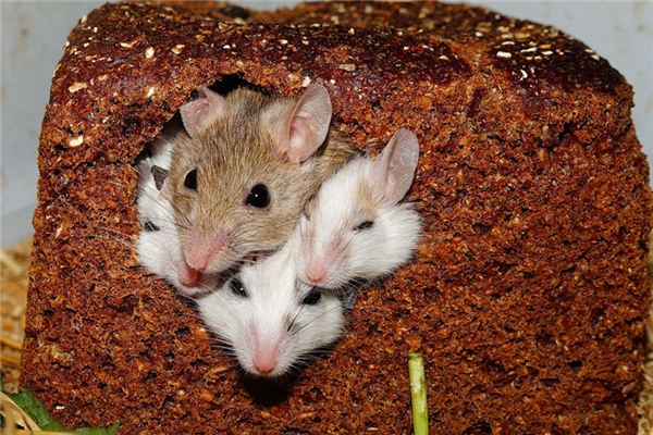 梦见老鼠是什么意思 梦见老鼠是什么意思