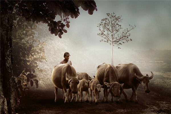 梦见黄牛吃草是什么意思 梦见黄牛吃草是什么意思