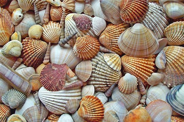 梦见海鲜贝壳是什么意思 梦见海鲜贝壳是什么意思