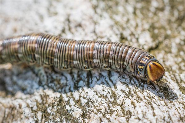 梦见豸是什么意思 梦见豸是什么意思