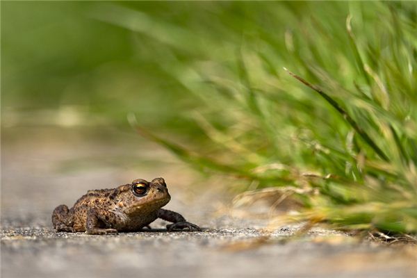梦见癞蛤蟆 梦见癞蛤蟆