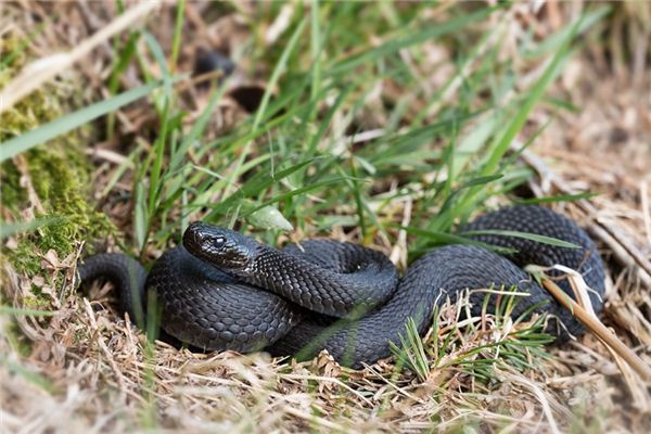 梦见黑蛇是什么预兆 梦见黑蛇是什么预兆