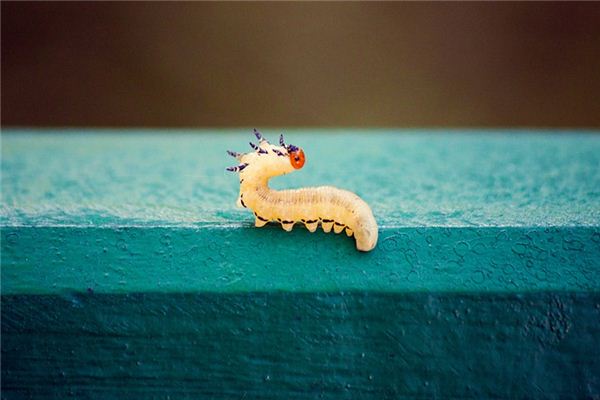 梦见蠕虫是什么意思