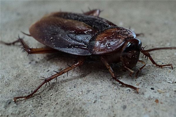 梦见蟑螂是什么意思 梦见蟑螂是什么意思