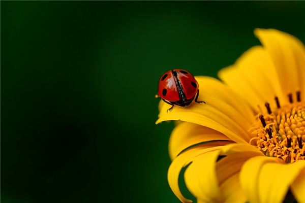 梦见甲虫是什么意思 梦见甲虫是什么意思