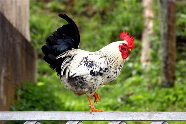 梦见公鸡是什么意思 梦见公鸡是什么意思