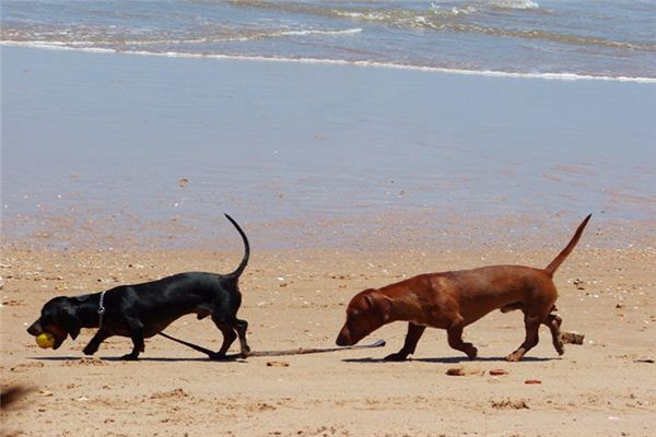 梦见被狗追是什么预兆 梦见被狗追是什么预兆