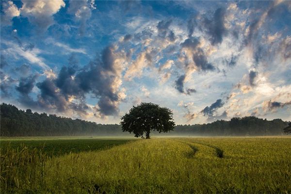 梦见原野是什么意思 梦见原野是什么意思
