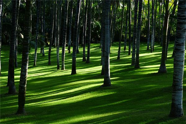梦见林间空地是什么意思 梦见林间空地是什么意思