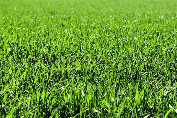 梦见草地是什么意思 梦见草地是什么意思